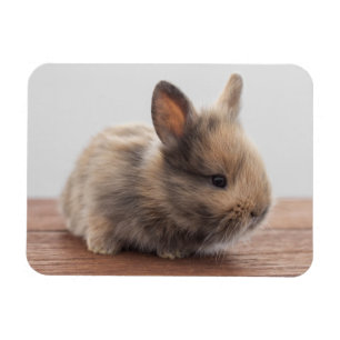 Cutest Baby Animals Tiny Baby Bunny Magnet