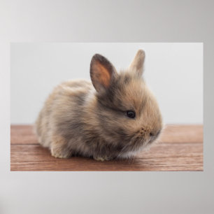 Cutest Baby Animals   Tiny Baby Bunny Poster
