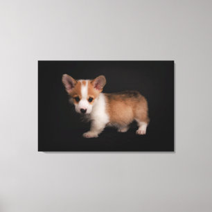 Cutest Baby Animals Tiny Corgi Canvas Print