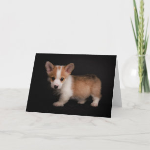 Cutest Baby Animals   Tiny Corgi Card