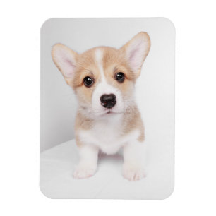 Cutest Baby Animals Tiny Corgi Magnet