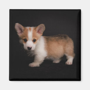 Cutest Baby Animals Tiny Corgi Magnet