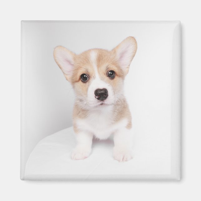 Cutest Baby Animals | Tiny Corgi Magnet (Front)