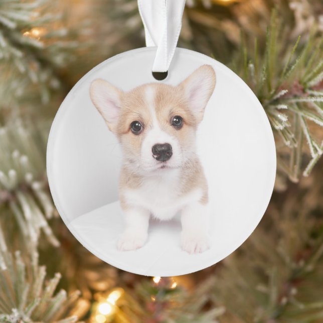 Cutest Baby Animals | Tiny Corgi Ornament (Tree)