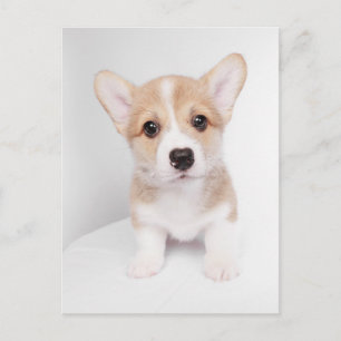 Cutest Baby Animals   Tiny Corgi Postcard