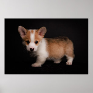 Cutest Baby Animals   Tiny Corgi Poster
