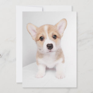 Cutest Baby Animals   Tiny Corgi Thank You Card