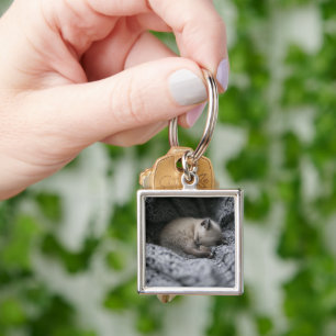 Cutest Baby Animals   Tiny Kitten Sleeping Key Ring