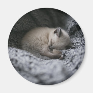 Cutest Baby Animals Tiny Kitten Sleeping Magnet