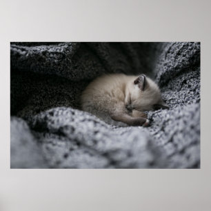 Cutest Baby Animals   Tiny Kitten Sleeping Poster