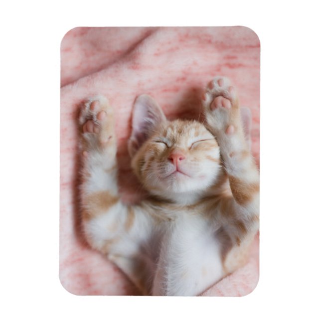 Cutest Baby Animals | Tiny Orange Striped Kitten Magnet (Vertical)
