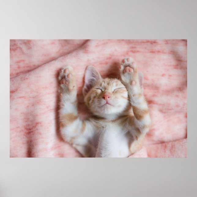 Cutest Baby Animals | Tiny Orange Striped Kitten Poster (Front)