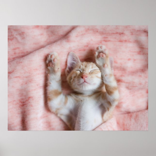Cutest Baby Animals | Tiny Orange Striped Kitten Poster (Front)