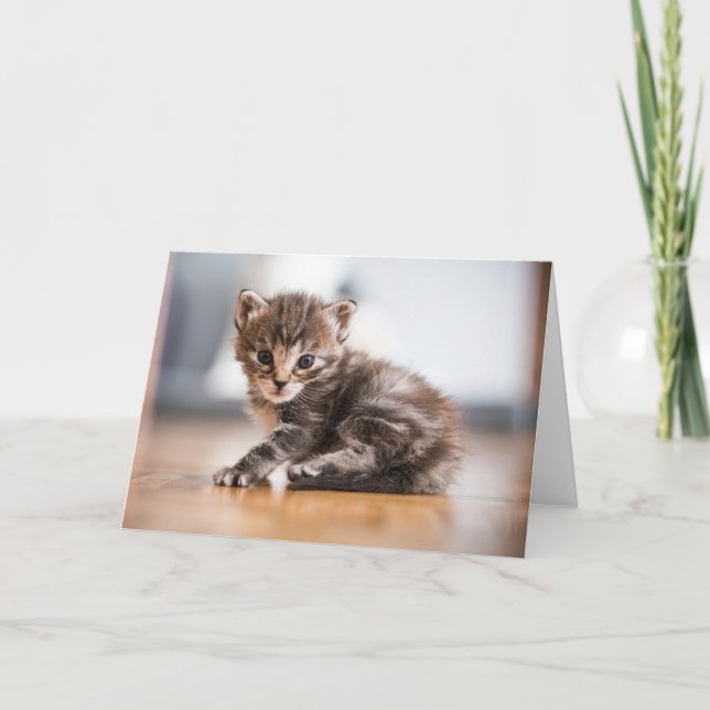 Cutest Baby Animals | Tiny Tabby Kitten Card (Front)
