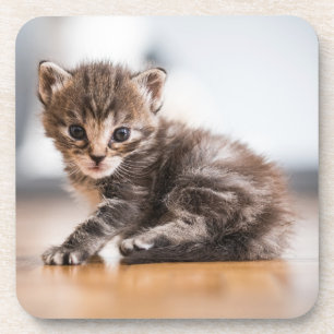 Cutest Baby Animals   Tiny Tabby Kitten Coaster