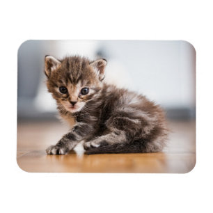 Cutest Baby Animals Tiny Tabby Kitten Magnet