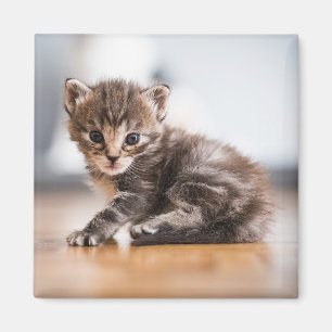 Cutest Baby Animals Tiny Tabby Kitten Magnet