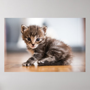 Cutest Baby Animals   Tiny Tabby Kitten Poster