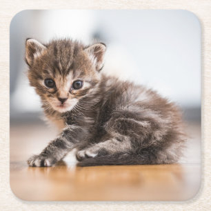 Cutest Baby Animals   Tiny Tabby Kitten Square Paper Coaster