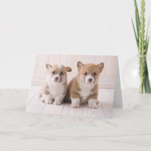 Cutest Baby Animals Two Baby Corgis Sitting Card