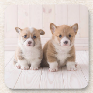 Cutest Baby Animals Two Baby Corgis Sitting Coaster