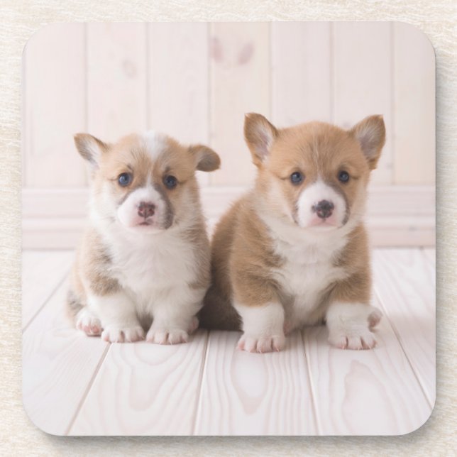 Cutest Baby Animals | Two Baby Corgis Sitting Coaster (Front)