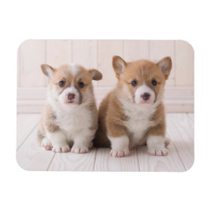 Cutest Baby Animals Two Baby Corgis Sitting Magnet