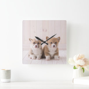 Cutest Baby Animals   Two Baby Corgis Sitting Square Wall Clock