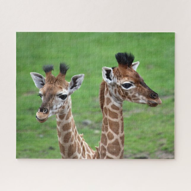 Cutest Baby Animals | Two Baby Giraffes Jigsaw Puzzle (Horizontal)