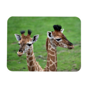 Cutest Baby Animals   Two Baby Giraffes Magnet