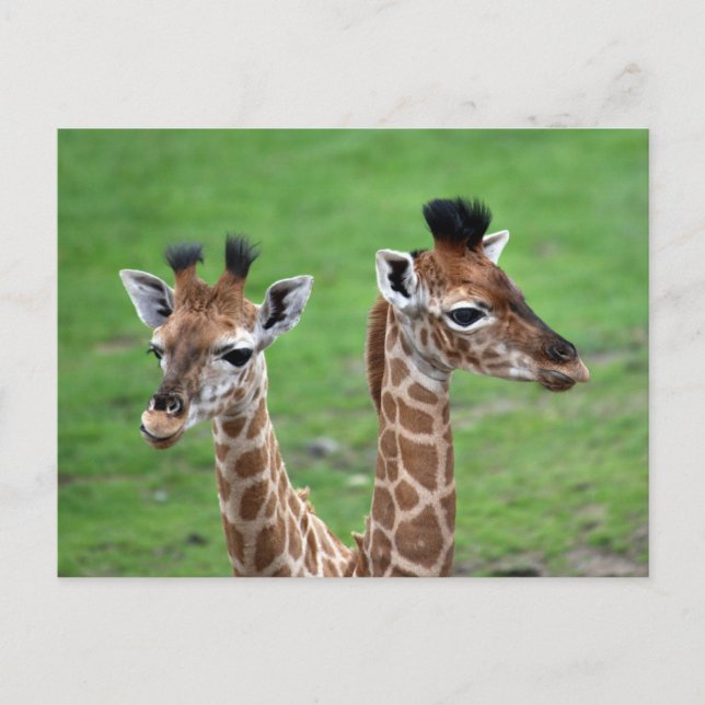 Cutest Baby Animals | Two Baby Giraffes Postcard (Front)