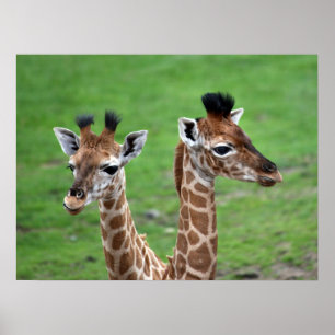 Cutest Baby Animals   Two Baby Giraffes Poster