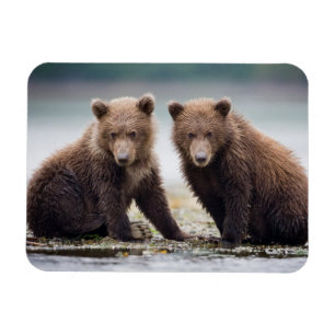 Cutest Baby Animals Two Bear Cubs Magnet