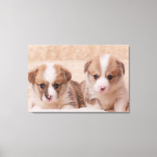 Cutest Baby Animals Two Corgi Puppies Canvas Print