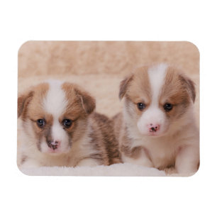 Cutest Baby Animals Two Corgi Puppies Magnet