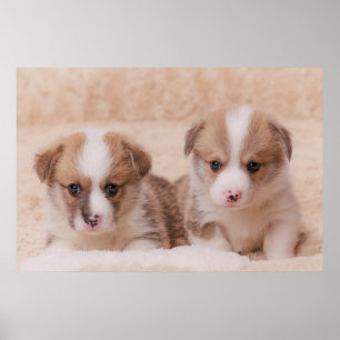 Cutest Baby Animals   Two Corgi Puppies Poster