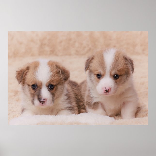 Cutest Baby Animals | Two Corgi Puppies Poster (Front)