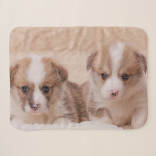 Cutest Baby Animals Two Corgi Puppies Sherpa Blanket