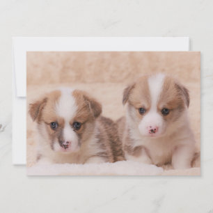 Cutest Baby Animals   Two Corgi Puppies Thank You Card