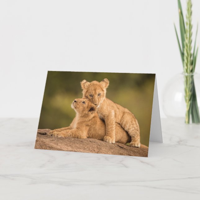 Cutest Baby Animals | Two Lion Cubs Card (Front)
