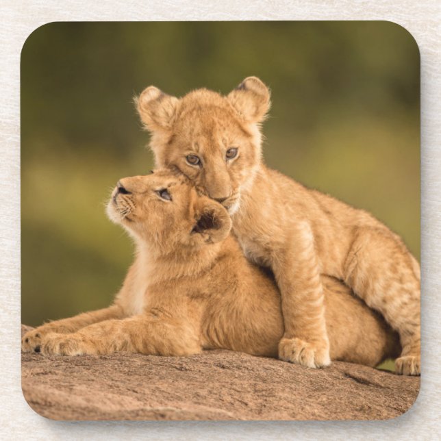 Cutest Baby Animals | Two Lion Cubs Coaster (Front)