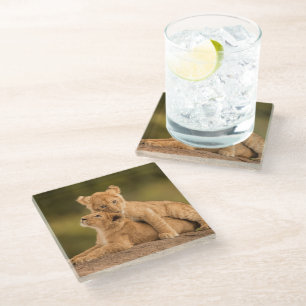 Cutest Baby Animals Two Lion Cubs Glass Coaster