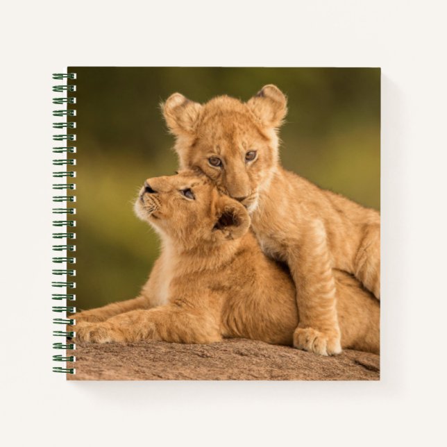 Cutest Baby Animals | Two Lion Cubs Notebook (Front)