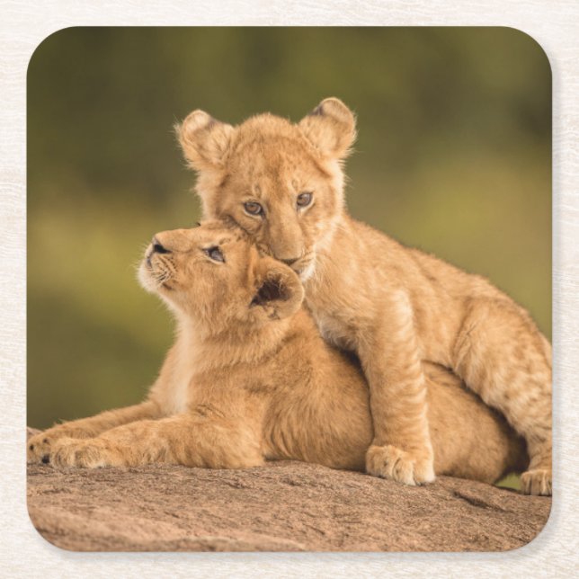 Cutest Baby Animals | Two Lion Cubs Square Paper Coaster (Front)