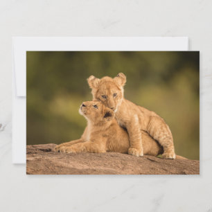 Cutest Baby Animals   Two Lion Cubs Thank You Card