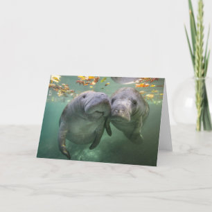 Cutest Baby Animals   Two Manatees Card