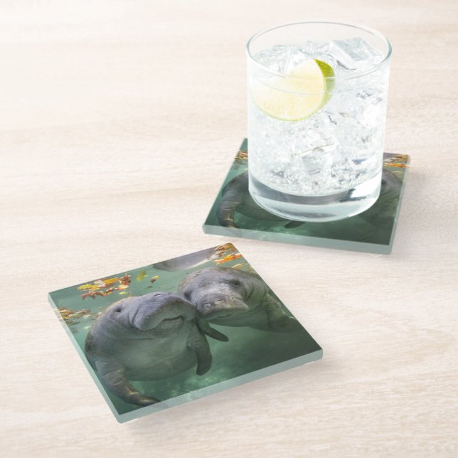 Cutest Baby Animals | Two Manatees Glass Coaster (Angled)