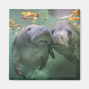 Cutest Baby Animals   Two Manatees Magnet