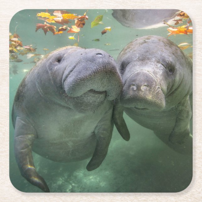 Cutest Baby Animals | Two Manatees Square Paper Coaster (Front)