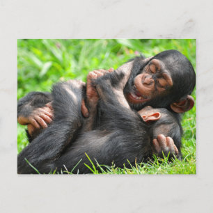 Cutest Baby Animals   Two Young Chimpanzees Postcard